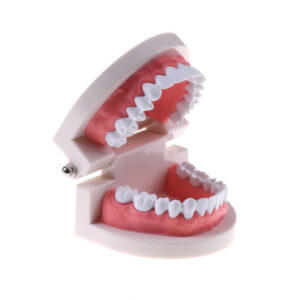 Teeth & Jaw models